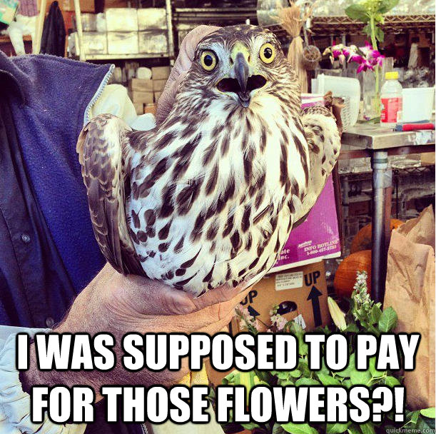 i was supposed to pay for those flowers - Flower Hawk