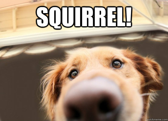 squirrel - Dug the Dog