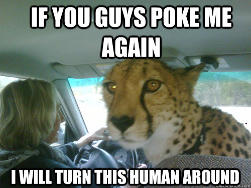 if you guys poke me again i will turn this human around - Chill Cheetah