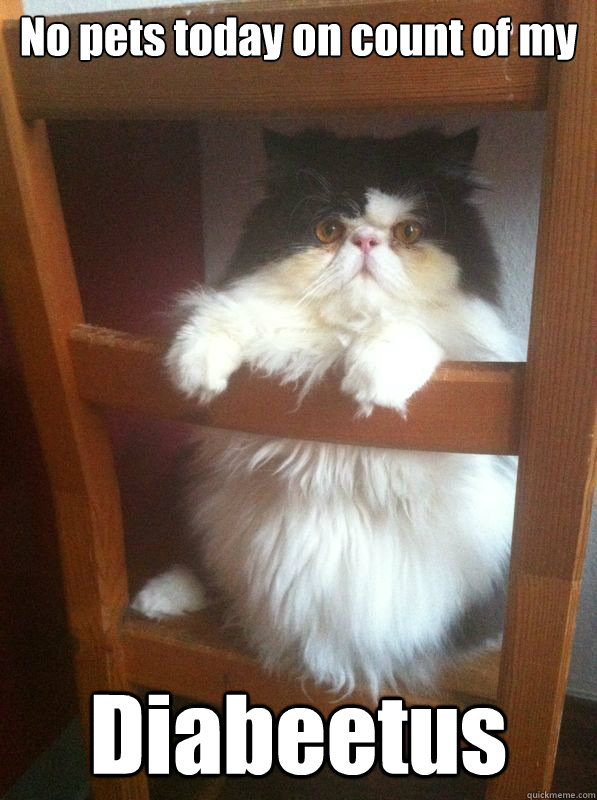 no pets today on count of my diabeetus - wilford brimley Cat