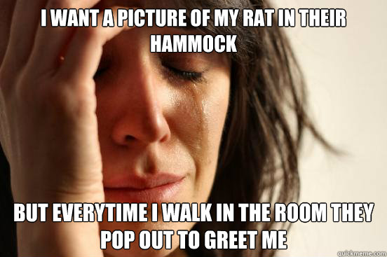 i want a picture of my rat in their hammock but everytime i - First World Problems