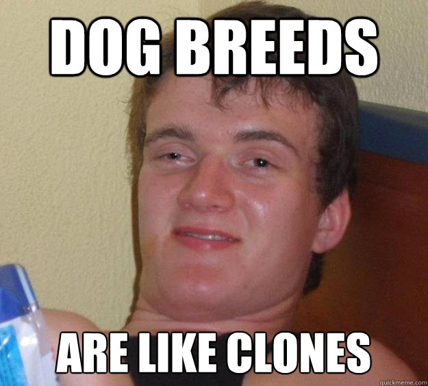 dog breeds are like clones - 10 Guy