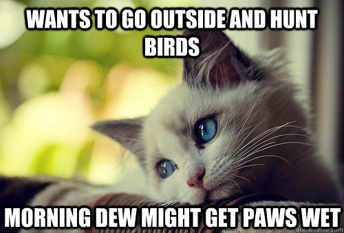 wants to go outside and hunt birds morning dew might get paw - First World Cat Problems
