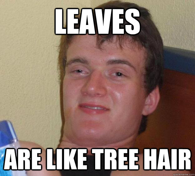 leaves are like tree hair - 10 Guy