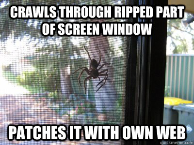 crawls through ripped part of screen window patches it with -