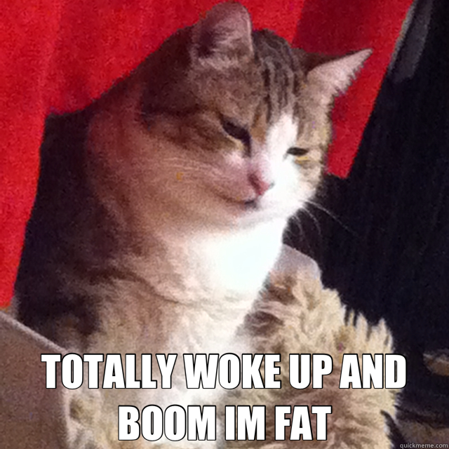 TOTALLY WOKE UP AND BOOM IM FAT - drunk fat cat