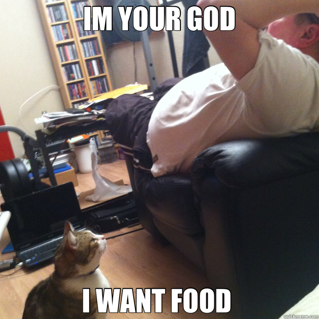 IM YOUR GOD I WANT FOOD - demanding cat