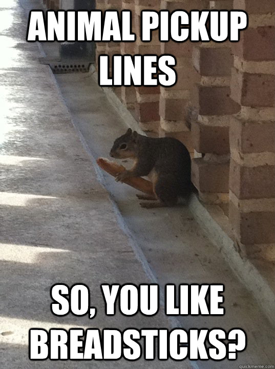 animal pickup lines so you like breadsticks - Squirrelbreadstick