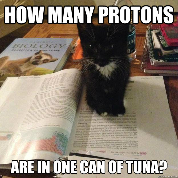 how many protons are in one can of tuna - Procrastination Kitten