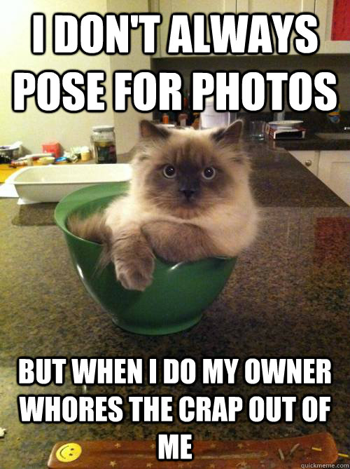 i dont always pose for photos but when i do my owner whores - Most Interesting Cat in the World