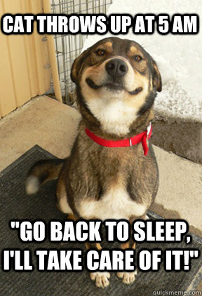 cat throws up at 5 am go back to sleep ill take care of i - Good Dog Greg
