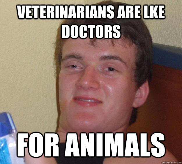 veterinarians are lke doctors for animals - 10 Guy