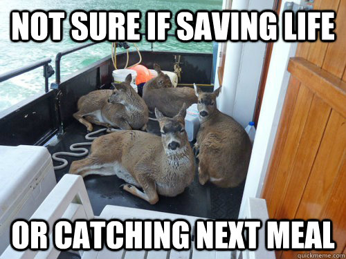 not sure if saving life or catching next meal - Skeptical deer...