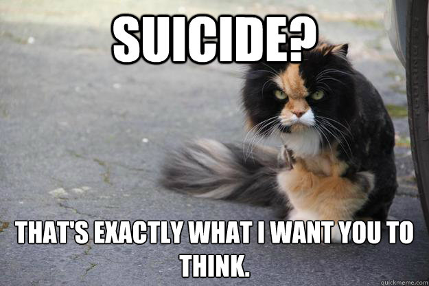 suicide thats exactly what i want you to think - Indtroducing angry cat