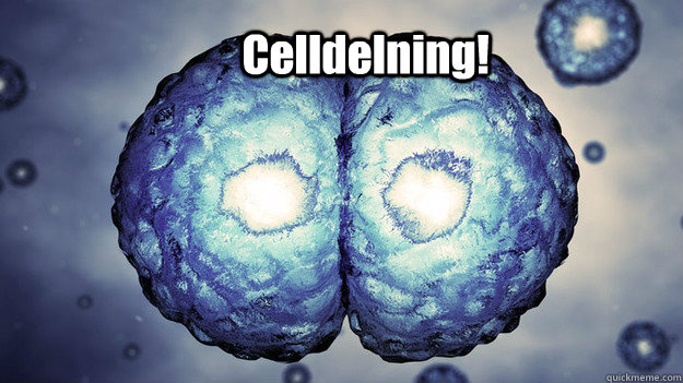 celldelning -