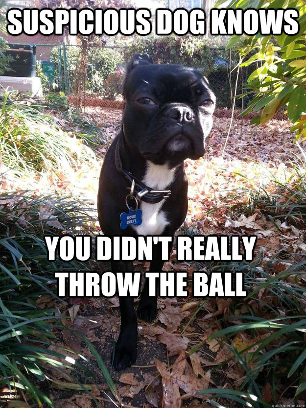 suspicious dog knows you didnt really throw the ball - Suspicious Dog Knows