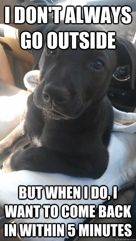 i dont always go outside but when i do i want to come back - Most Interesting Dog in the World