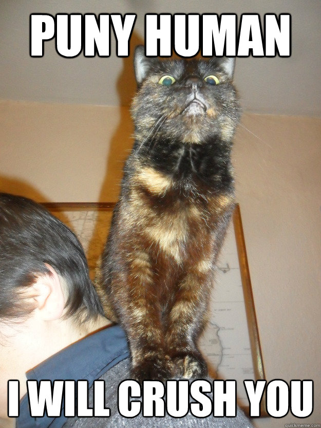 puny human i will crush you - Megalomaniac cat