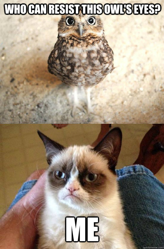 who can resist this owls eyes me - Grumpy cat angry at birdie