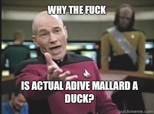 why the fuck Is actual adive mallard a duck - Annoyed Picard