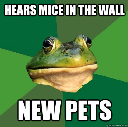hears mice in the wall new pets - Foul Bachelor Frog