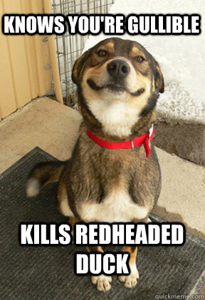 knows youre gullible kills redheaded duck - Good Dog Greg
