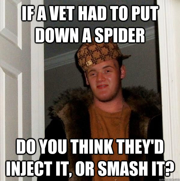 if a vet had to put down a spider do you think theyd inject - Scumbag 10 Guy Steve