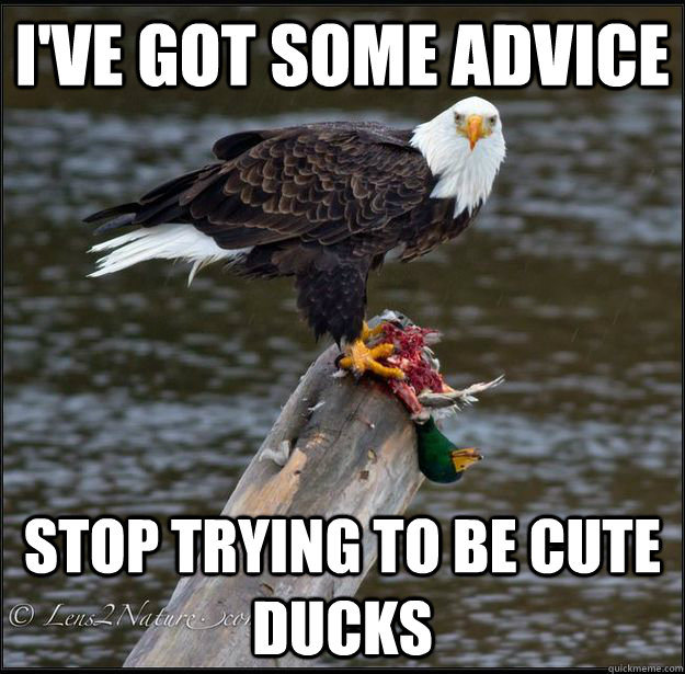 ive got some advice stop trying to be cute ducks -
