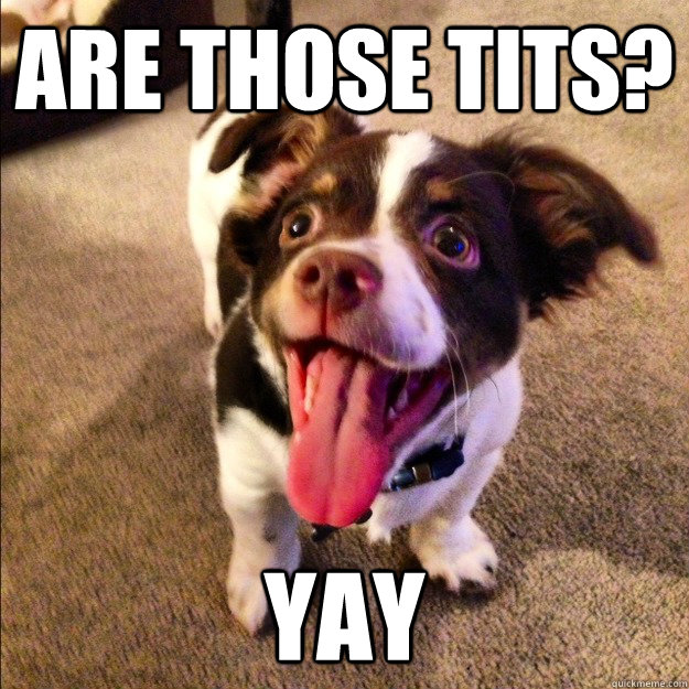 are those tits yay - YAY Dog