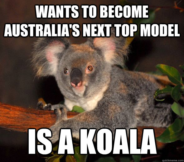 wants to become australias next top model is a koala - 
