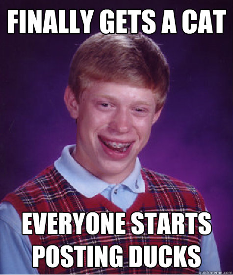 finally gets a cat everyone starts posting ducks - Bad Luck Brian