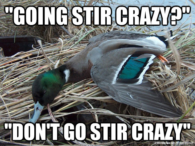 going stir crazy dont go stir crazy - Worthless Advice Mallard