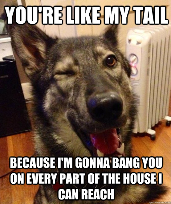 youre like my tail because im gonna bang you on every part - Pickup Pup