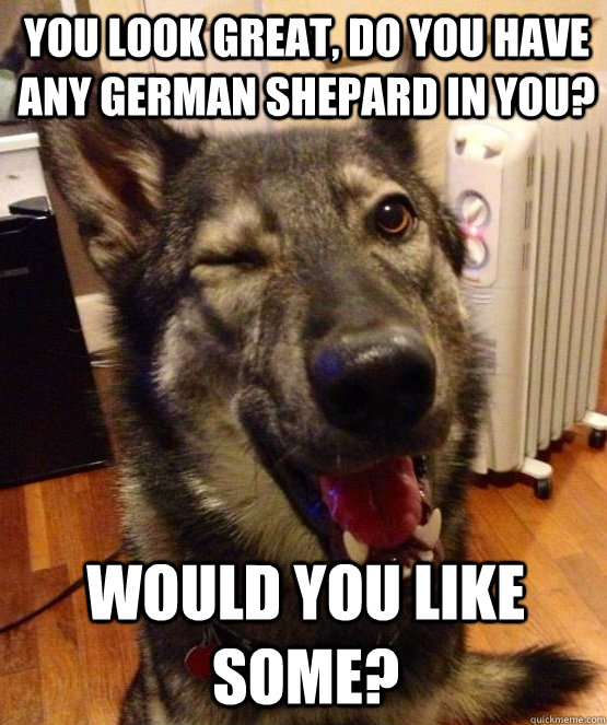 you look great do you have any german shepard in you would - Pickup Pup
