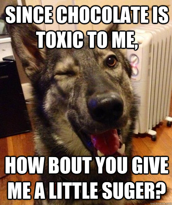 since chocolate is toxic to me how bout you give me a littl - Pickup Pup