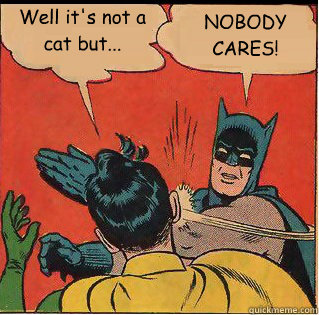 well its not a cat but nobody cares - Slappin Batman