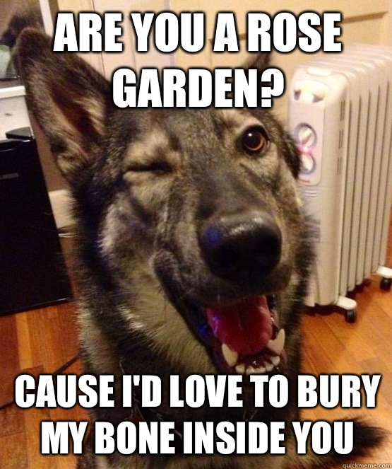 Are you a rose garden including min - Pickup Pup