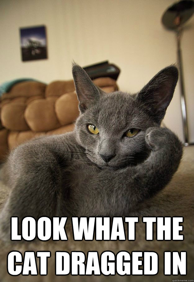 look what the cat dragged in -