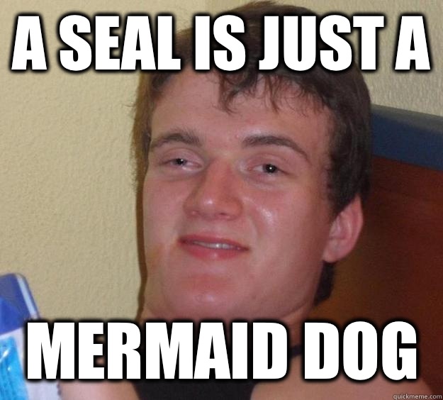 A seal is just a Mermaid dog - 10 Guy