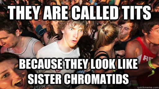they are called tits because they look like sister chromatid - Sudden Clarity Clarence