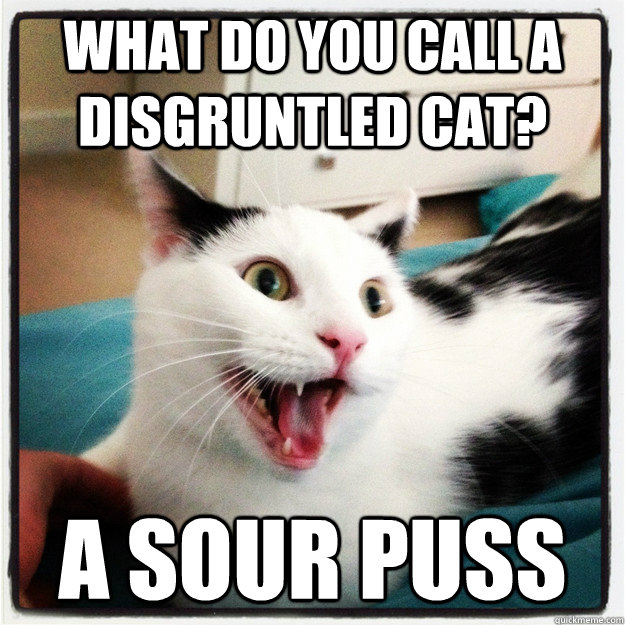 what do you call a disgruntled cat a sour puss -