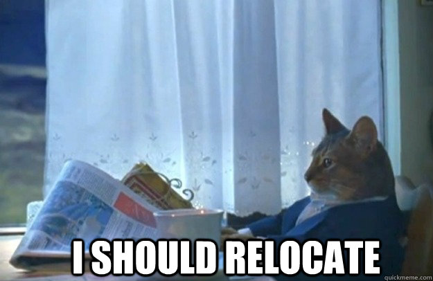 i should relocate - Sophisticated Cat