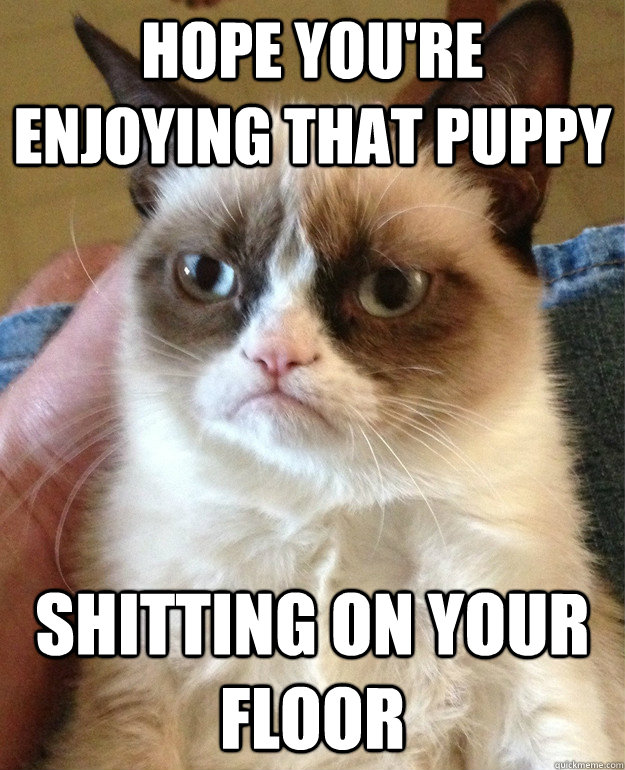 hope youre enjoying that puppy shitting on your floor - Grumpy Cat