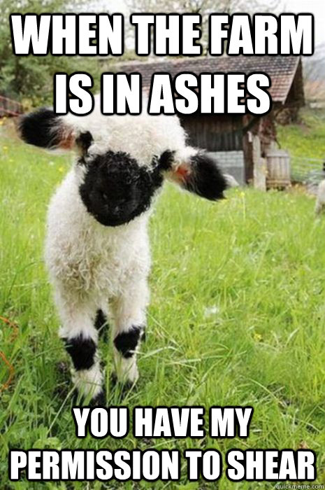 when the farm is in ashes you have my permission to shear - baby bane sheep