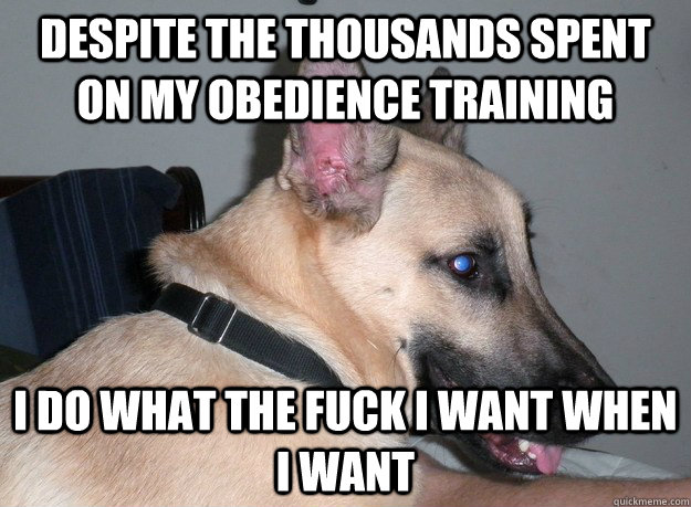 despite the thousands spent on my obedience training i do wh - despite the thousands...