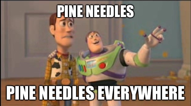 Pine Needles Pine Needles Everywhere - buzz and woody
