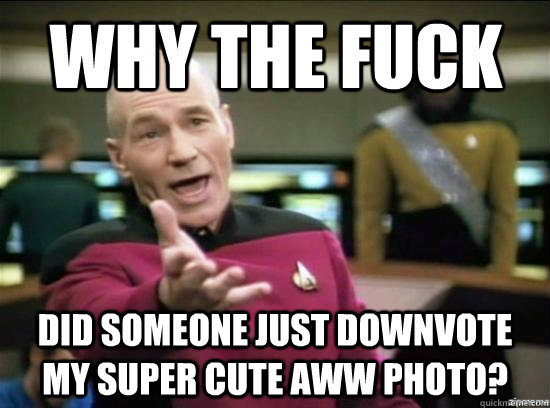 why the fuck did someone just downvote my super cute aww pho - why the fuck picard
