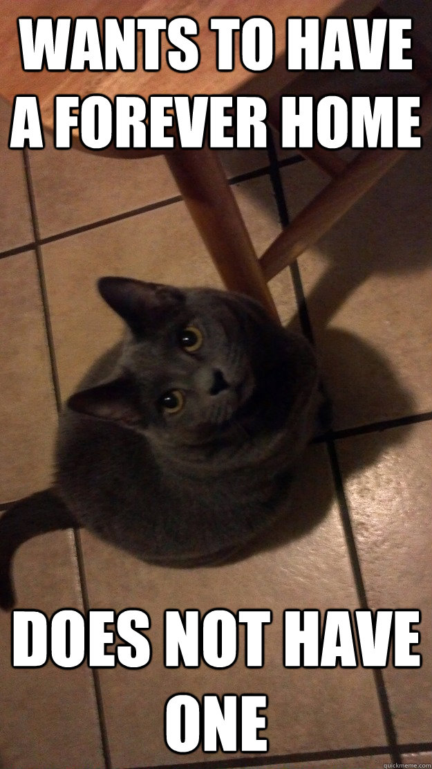 wants to have a forever home does not have one - Unfulfilled dreams cat