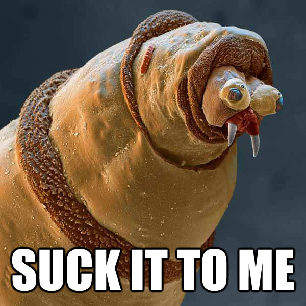 quickmeme - Faggot Maggot