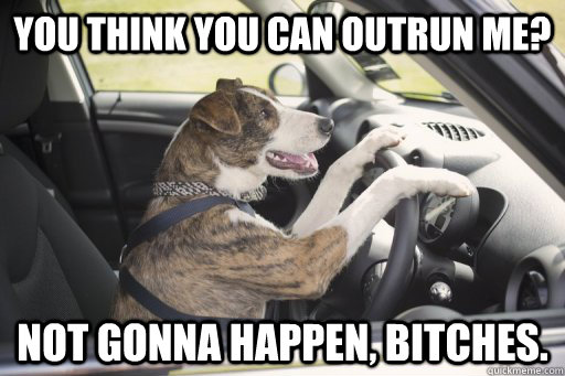 you think you can outrun me not gonna happen bitches - Driving dog
